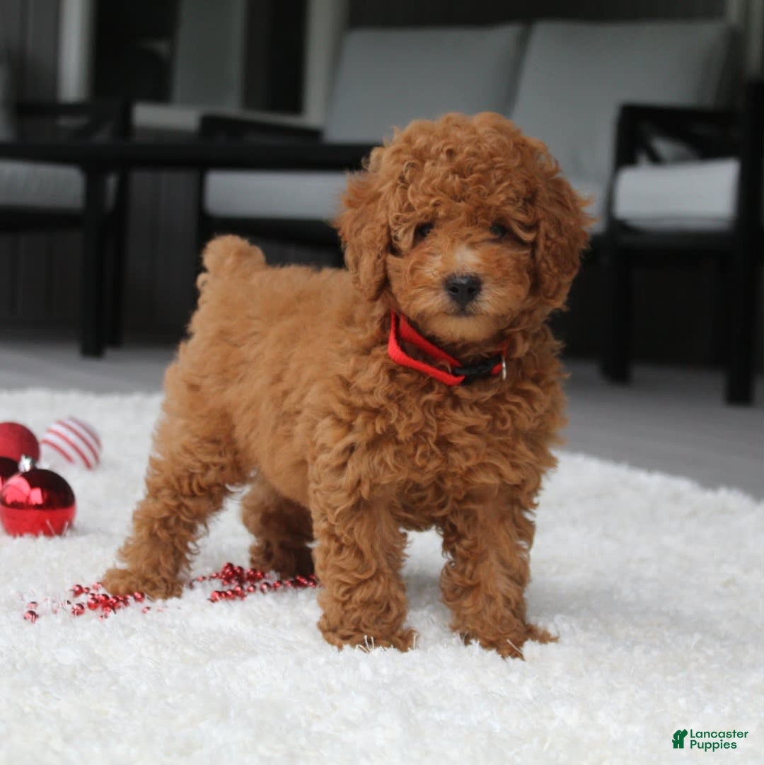 Miniature Poodle dogs for sale: Miniature Poodle 3 puppies - Image 3