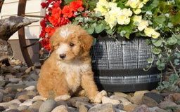 Bichpoo dogs for sale: Gina - Image 1