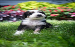 Bernedoodle dogs for sale: Shooter - Image 16
