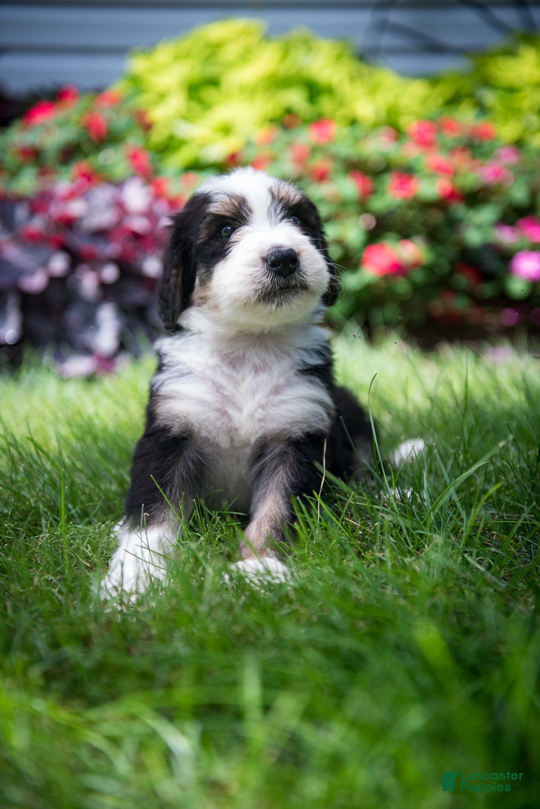 Bernedoodle dogs for sale: Shooter - Image 16