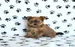 Shorkie dogs for sale: Kate - Image 7