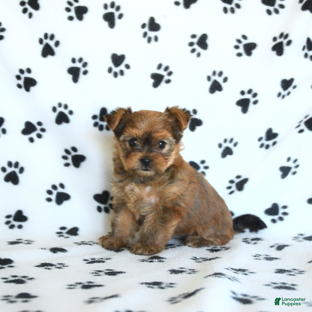 Shorkie dogs for sale: Kate - Image 7