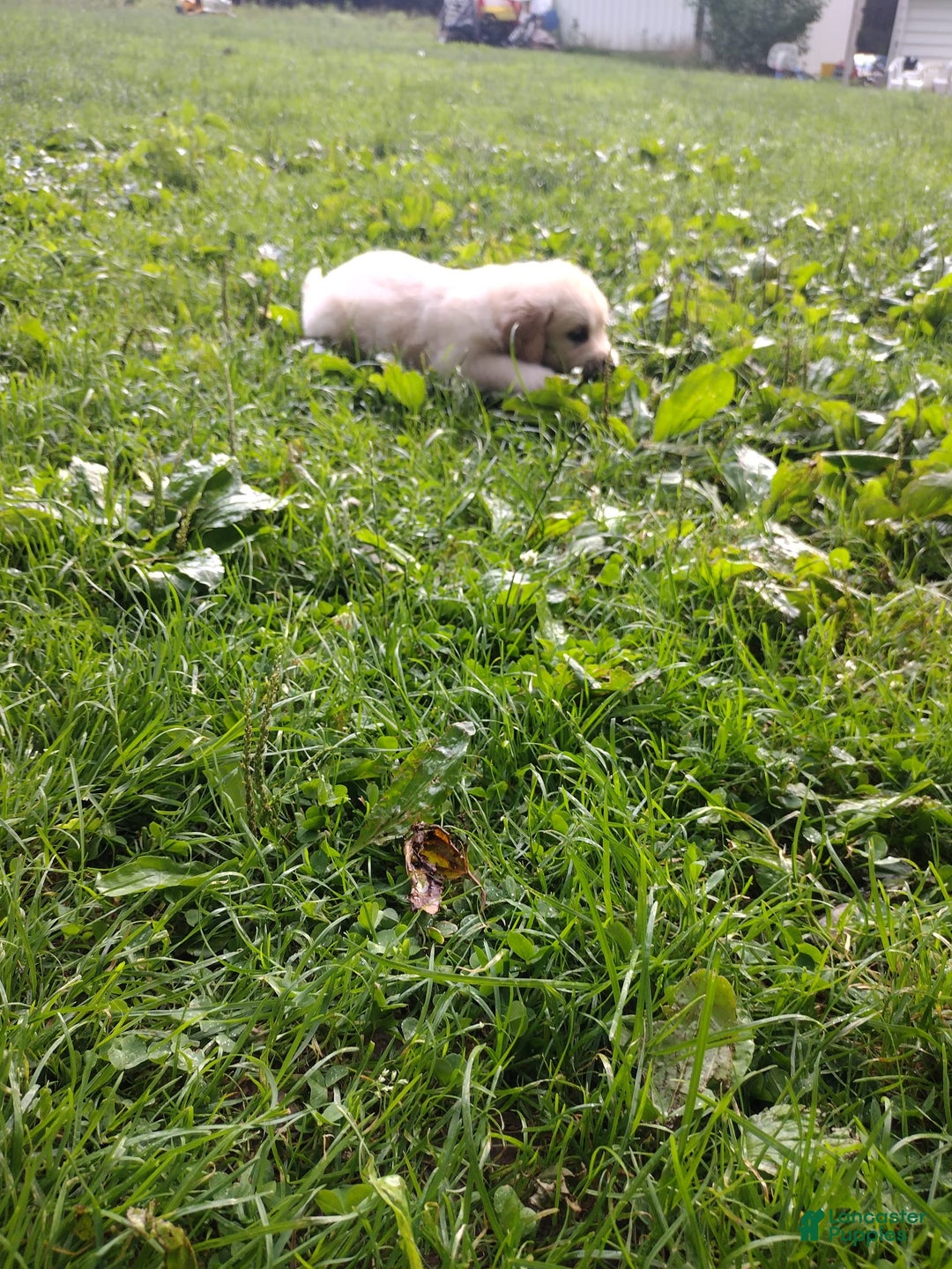 Golden Retriever dogs for sale: Poppy - Image 9