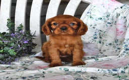 Cavalier King Charles Spaniel dogs for sale: Maybelle - Image 1