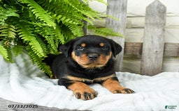 Rottweiler dogs for sale: Slate - Image 3