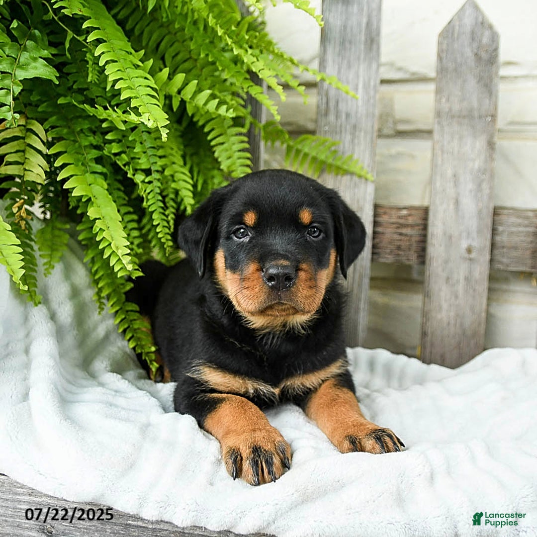 Rottweiler dogs for sale: Slate - Image 3