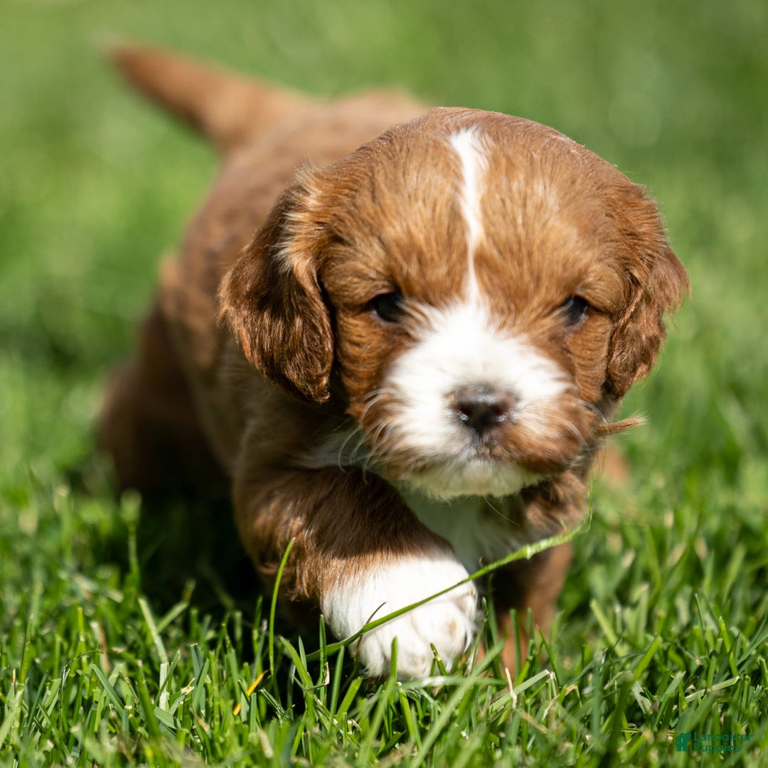 Cavapoo dogs for sale: Poppy - Image 8