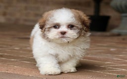 Shihpoo dogs for sale: Lily - Image 6