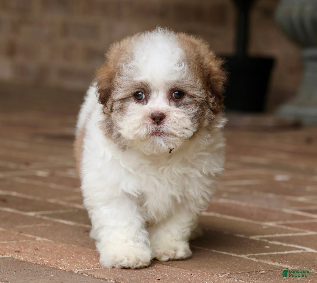 Shihpoo dogs for sale: Lily - Image 6