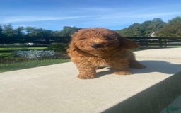 Mini Goldendoodle dogs for sale: Duke - Image 2