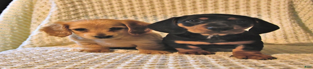 Blackie