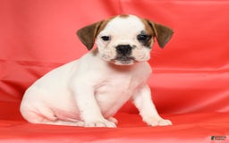 Beabull dogs for sale: Katie - Image 9