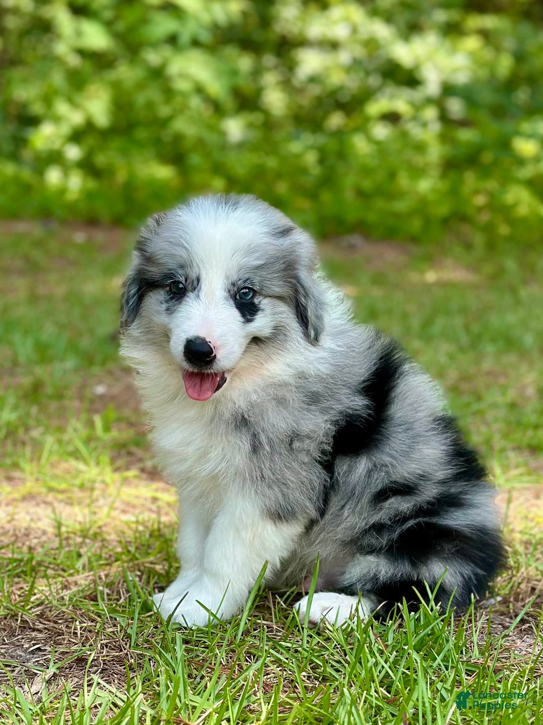 Border Collie dogs for sale: Slick - Image 4