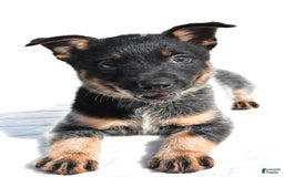 Australian Cattle Dog dogs for sale: Cowgirl - Image 5