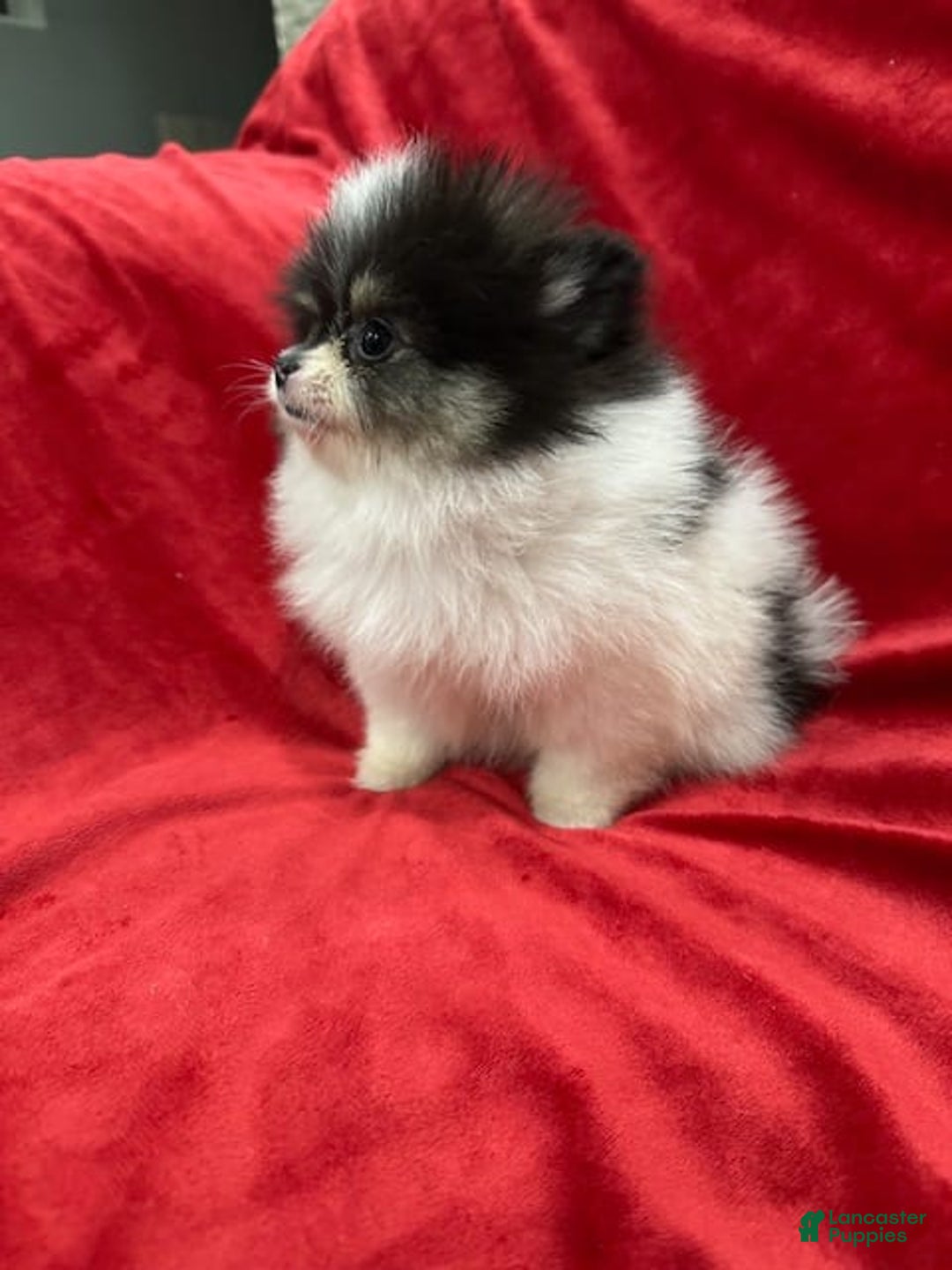 Pomeranian dogs for sale: Minnie - Image 1