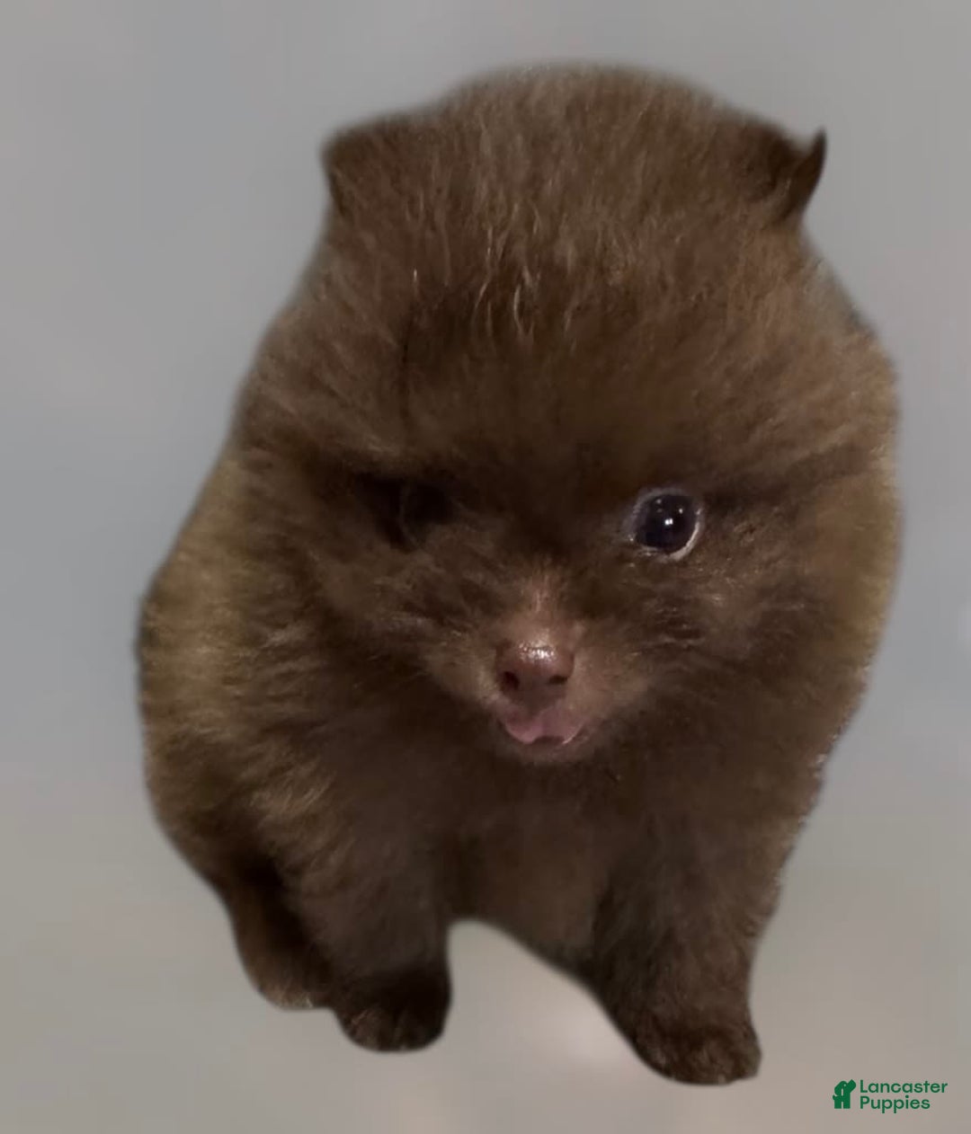 Pomeranian dogs for sale: Twix - Image 14