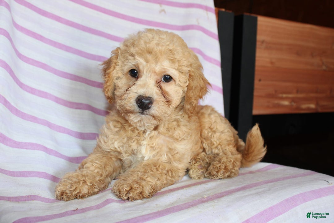 Cockapoo dogs for sale: Sunflower - Image 3