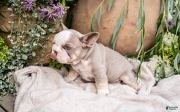 French Bulldog dogs for sale: Legend - Image 12