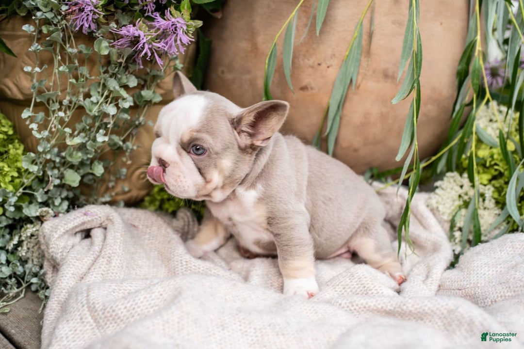 French Bulldog dogs for sale: Legend - Image 12