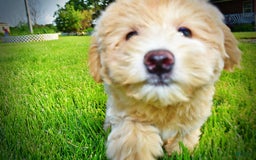 Havapoo dogs for sale: Wags - Image 32