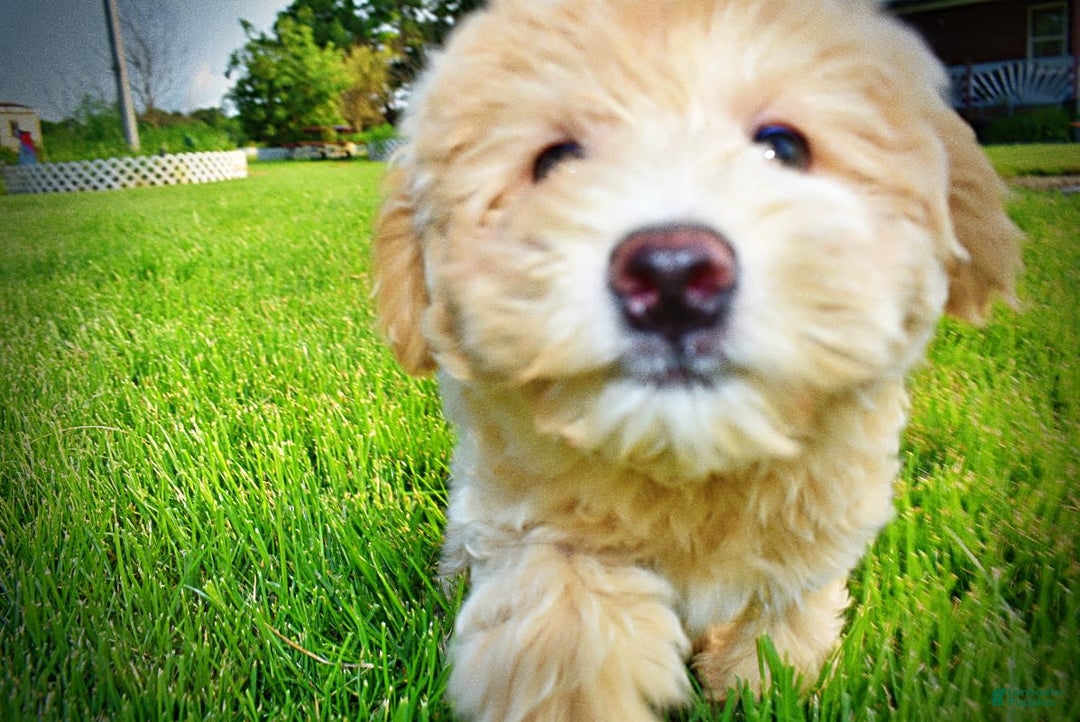 Havapoo dogs for sale: Wags - Image 32