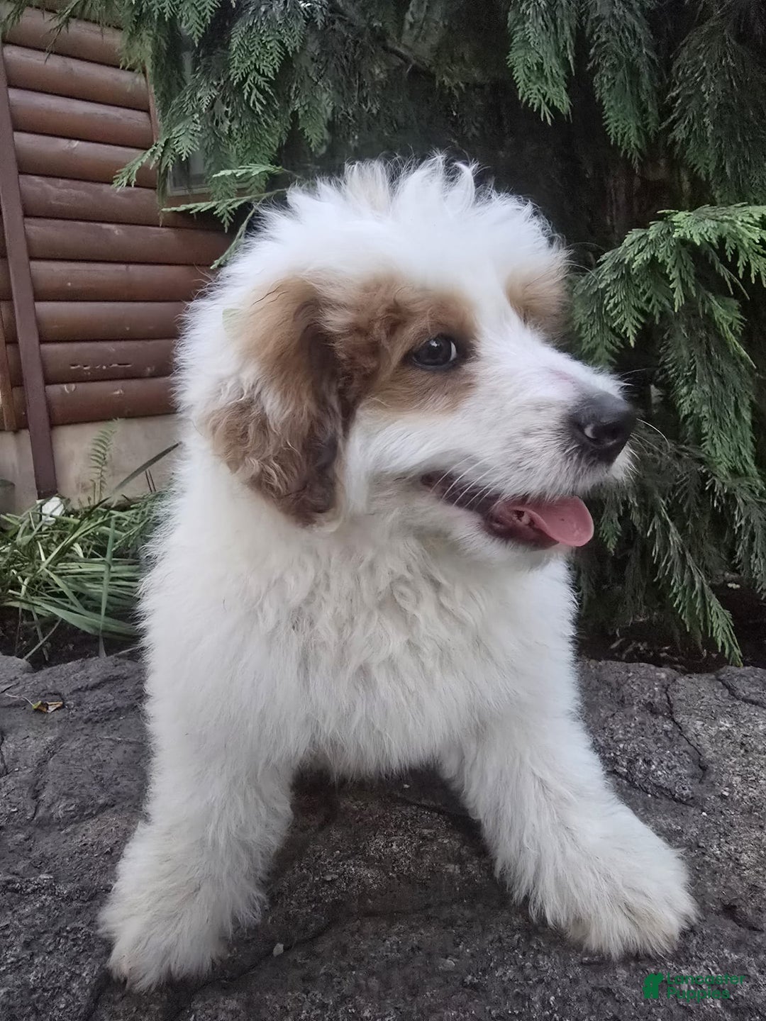 Mini Bernedoodle dogs for sale: Bubba - Image 7