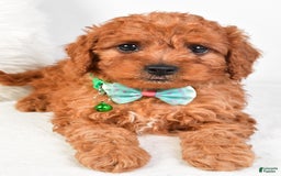 Cavapoo dogs for sale: Gabrielle - Image 7