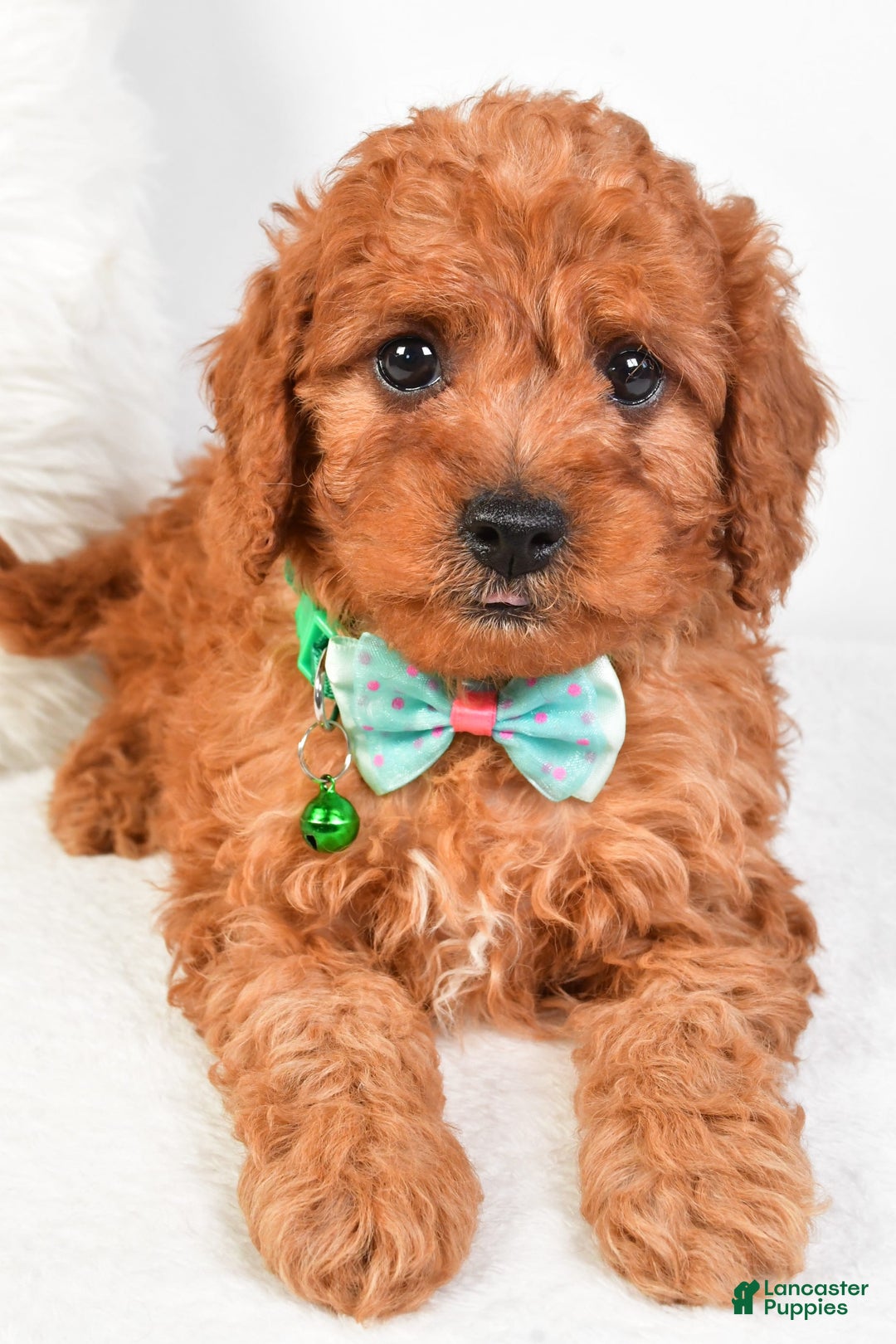 Cavapoo dogs for sale: Gabrielle - Image 7