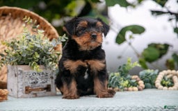 Shorkie dogs for sale: Hiccup - Image 3