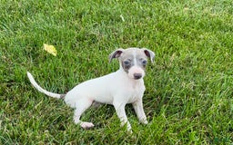 Italian Greyhound dogs for sale: Reggie - Image 4
