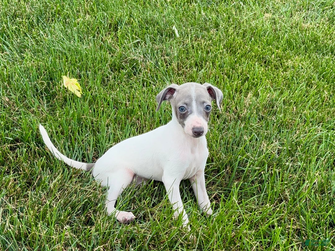 Italian Greyhound dogs for sale: Reggie - Image 4