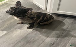 French Bulldog dogs for sale: Draco - Image 1