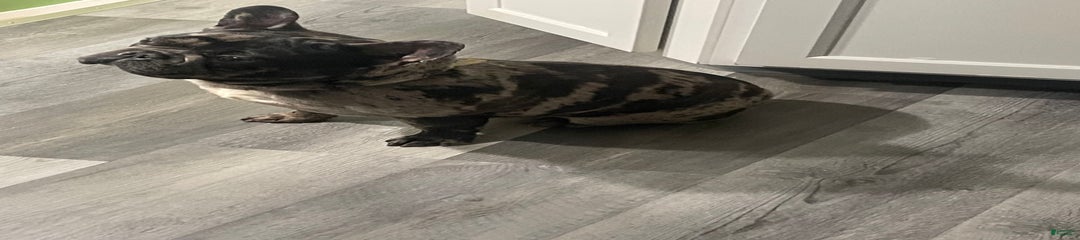 Draco