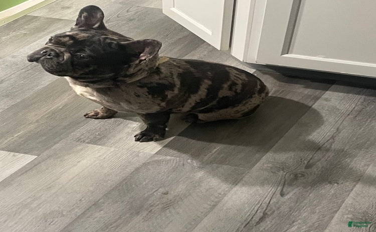 French Bulldog dogs for sale - Ad 1