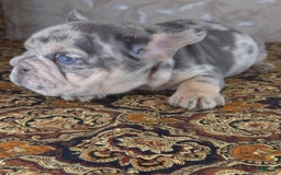 French Bulldog dogs for sale: Tae - Image 12
