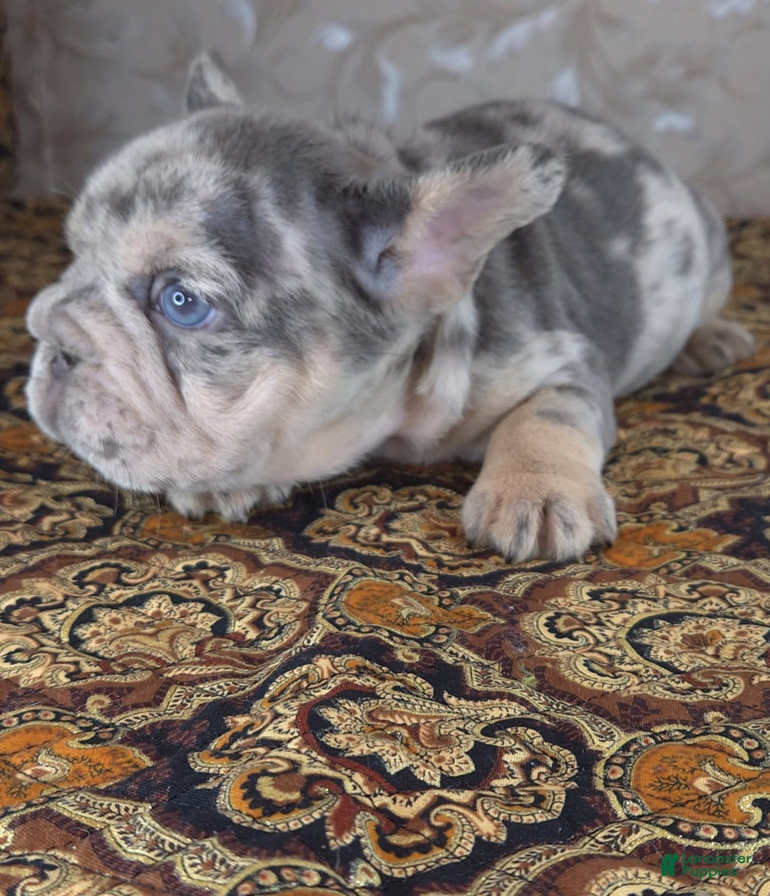 French Bulldog dogs for sale: Tae - Image 12