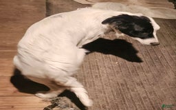 Border Collie dogs for sale: Divvy - Image 8