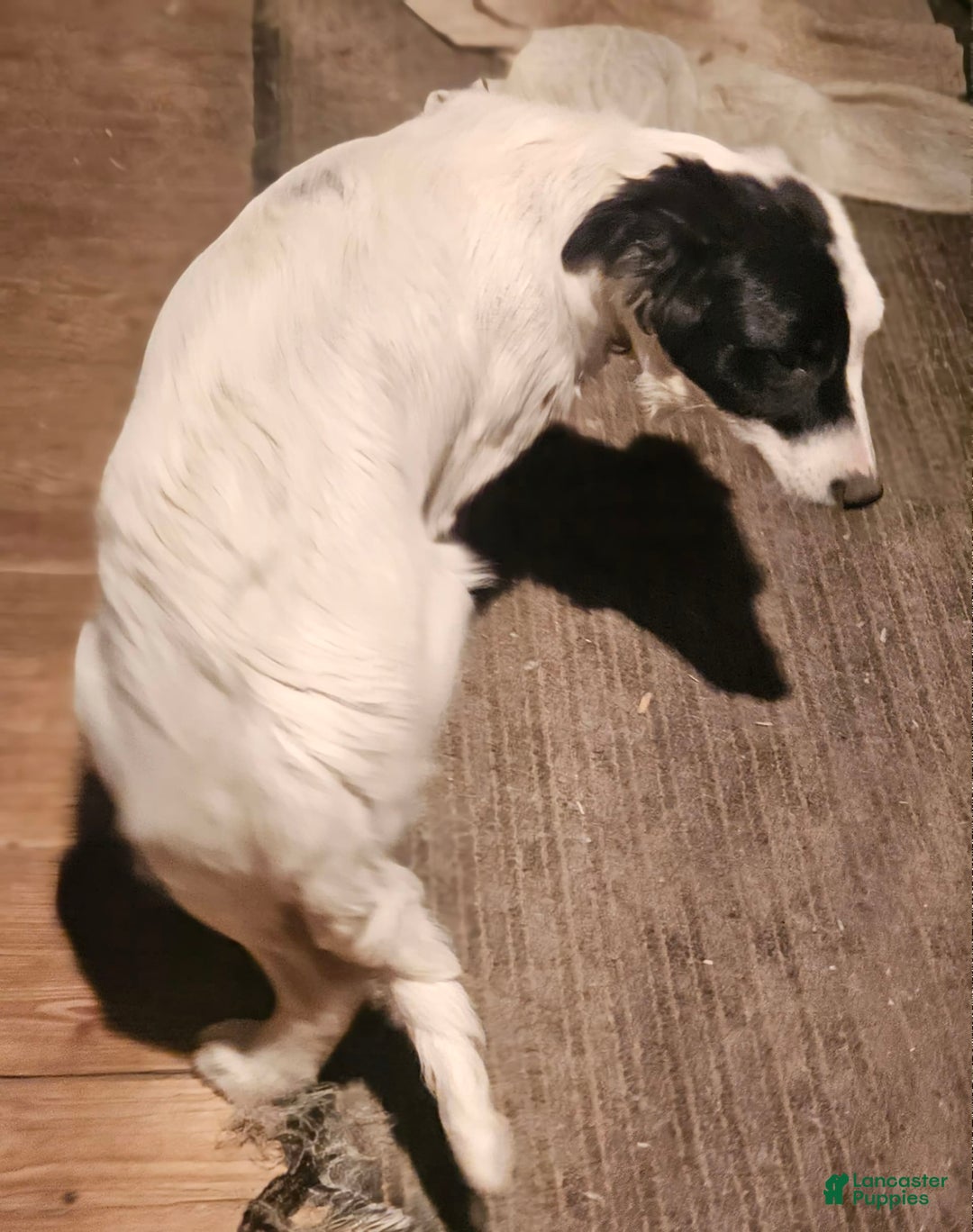 Border Collie dogs for sale: Divvy - Image 8