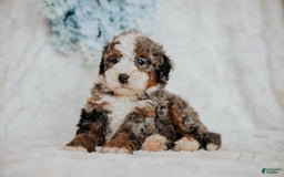 Mini Bernedoodle dogs for sale: Moe F1b - Image 1