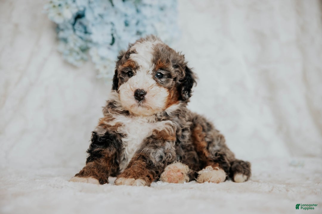 Mini Bernedoodle dogs for sale: Moe F1b - Image 1