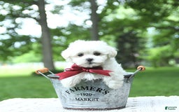 Maltese dogs for sale: Kash - Image 2