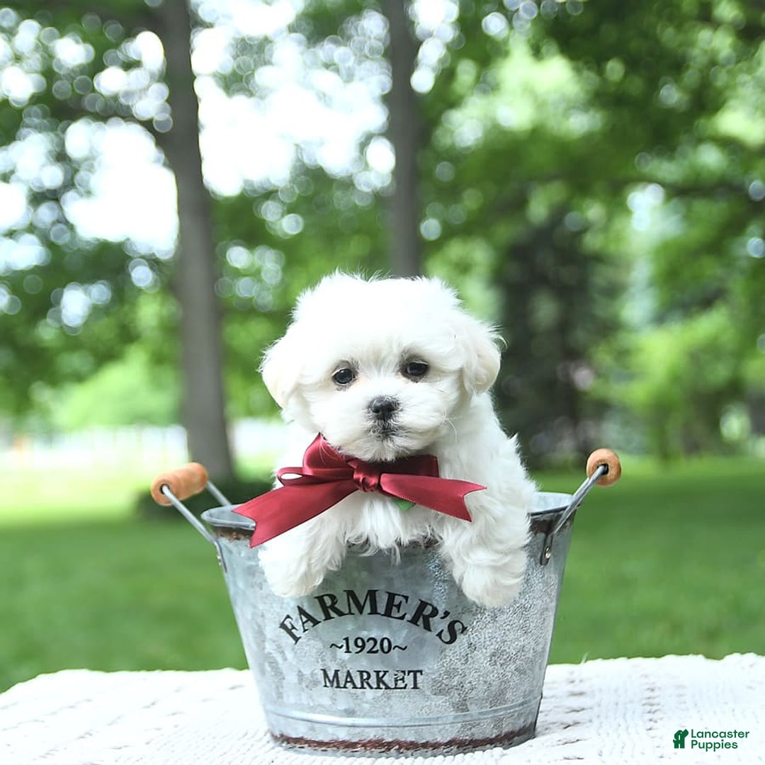 Maltese dogs for sale: Kash - Image 2