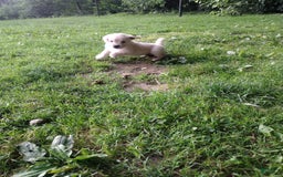 Golden Retriever dogs for sale: Pixie - Image 23