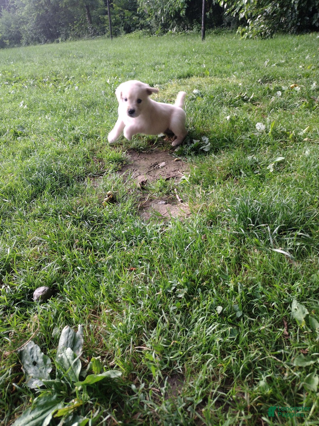 Golden Retriever dogs for sale: Pixie - Image 23