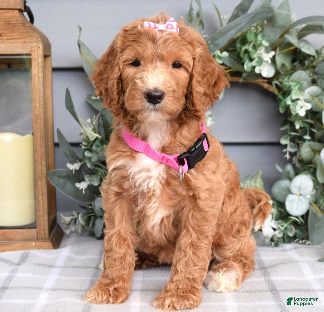 Goldendoodle dogs for sale: Addison - Image 3