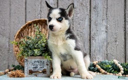 Siberian Husky dogs for sale: Tonya - Image 1
