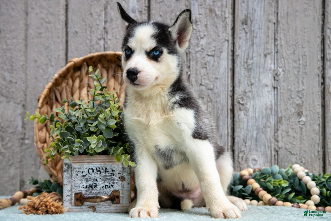 Siberian Husky dogs for sale: Tonya - Image 1