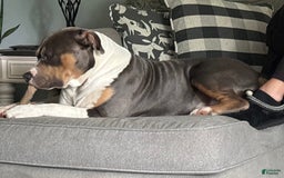 American Bully dogs for stud: Bronx - Image 3