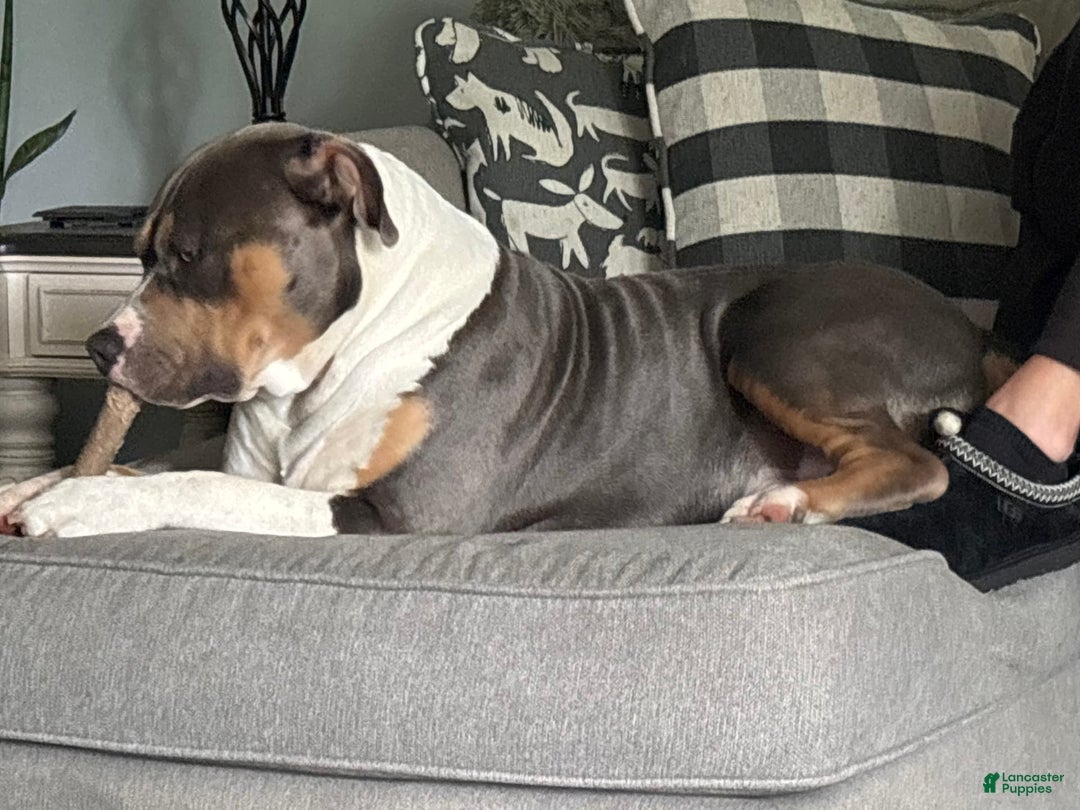 American Bully dogs for stud: Bronx - Image 3