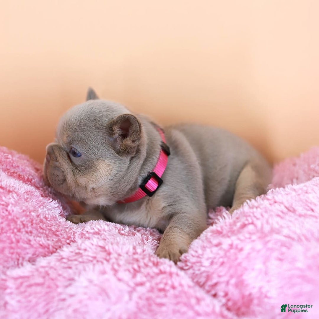French Bulldog dogs for sale: Denise - Image 9
